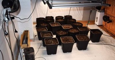 Plantacja marihuany ujawniona w Dębnie zatrzymano mężczyznę