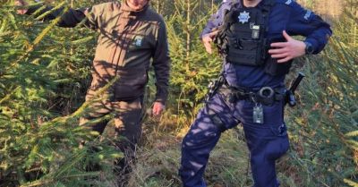 Kup choinkę tylko z legalnego źródła i uniknij kłopotów