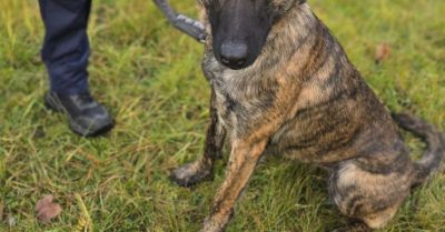 Nowy pies w gryfińskiej policji Walka dołączyła do służby