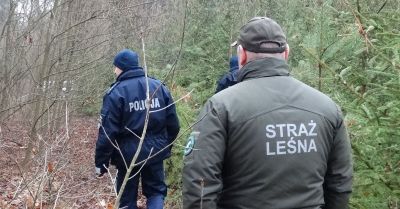 Wzmożone patrole w Kazanowie i Zwoleniu chronią choinki