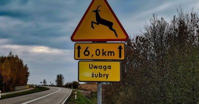 Żubr ponownie spowodował kolizję w powiecie hajnowskim