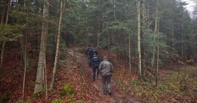 Policja i Straż Leśna patrolują lasy przeciw kradzieżom stroiszu