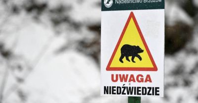 Bieszczady: specjalne grupy interwencyjne i monitoring po ataku niedźwiedzia na człowieka