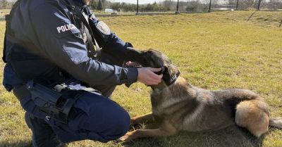Zostań przewodnikiem psa służbowego w policji