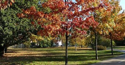 Blisko 500 sztuk amunicji z II wojny światowej znaleziono w parku w Janowie Lubelskim