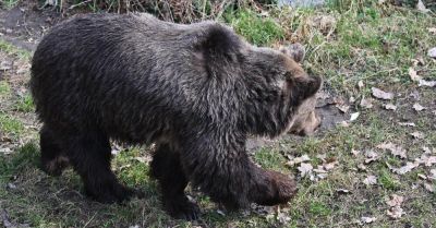 Podkarpackie: atak niedźwiedzia. Nie żyje 58-letnia kobieta